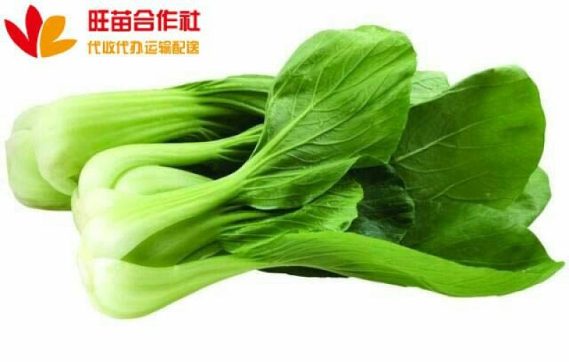 青梗菜