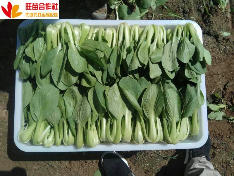青梗菜