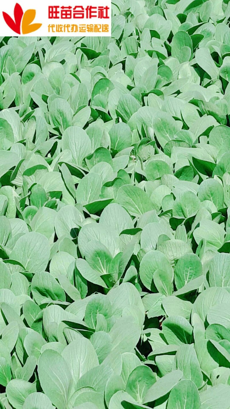 青梗菜