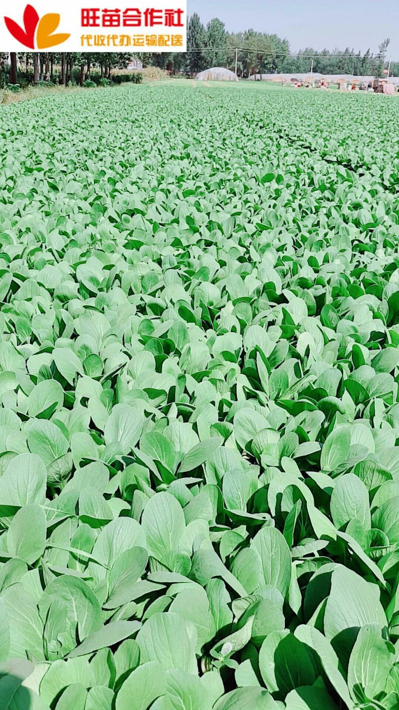 青梗菜