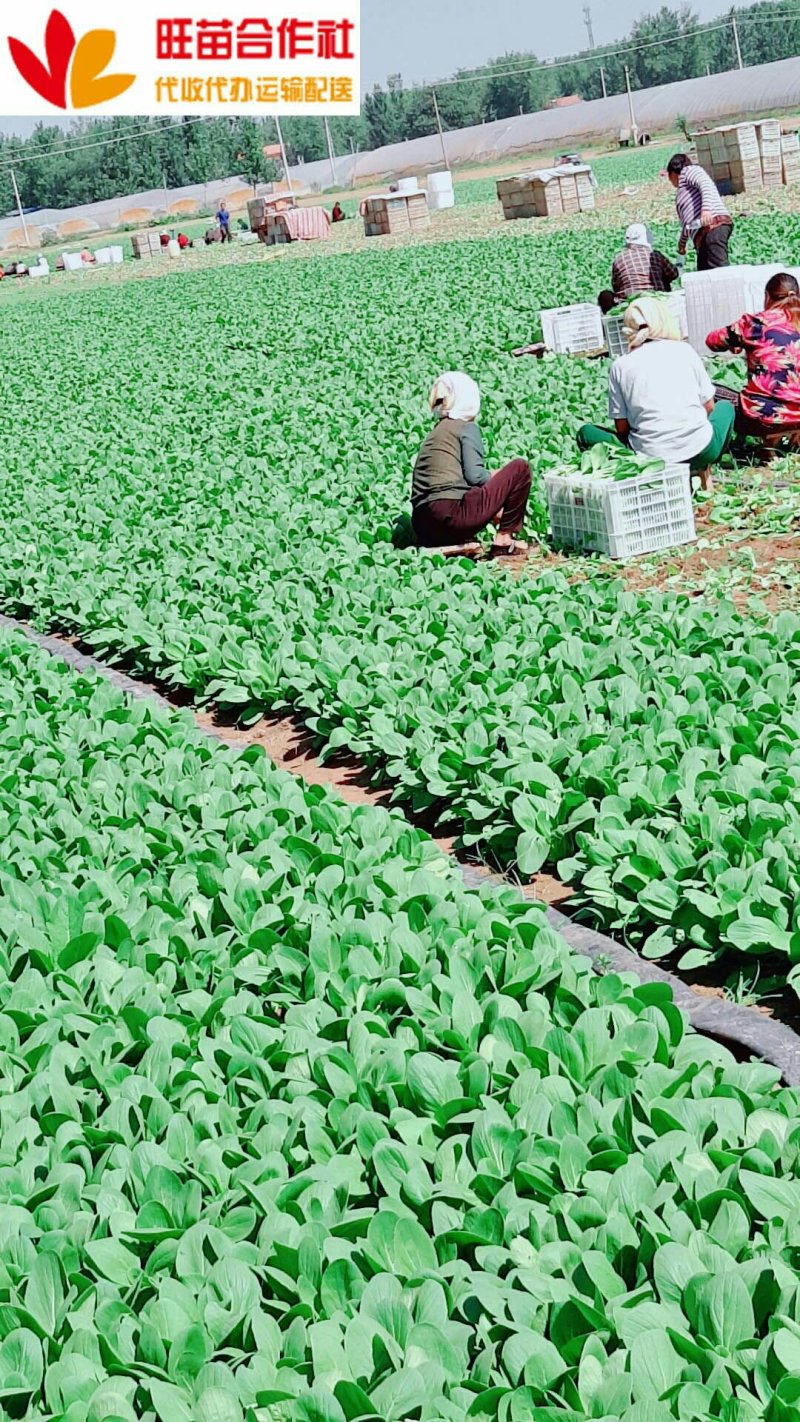 青梗菜