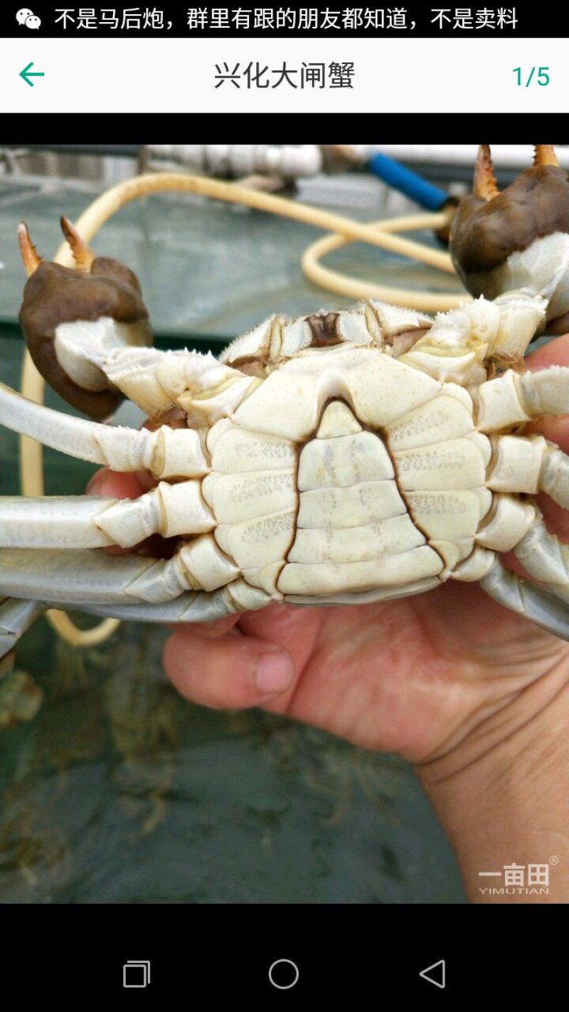 螃蟹30一斤