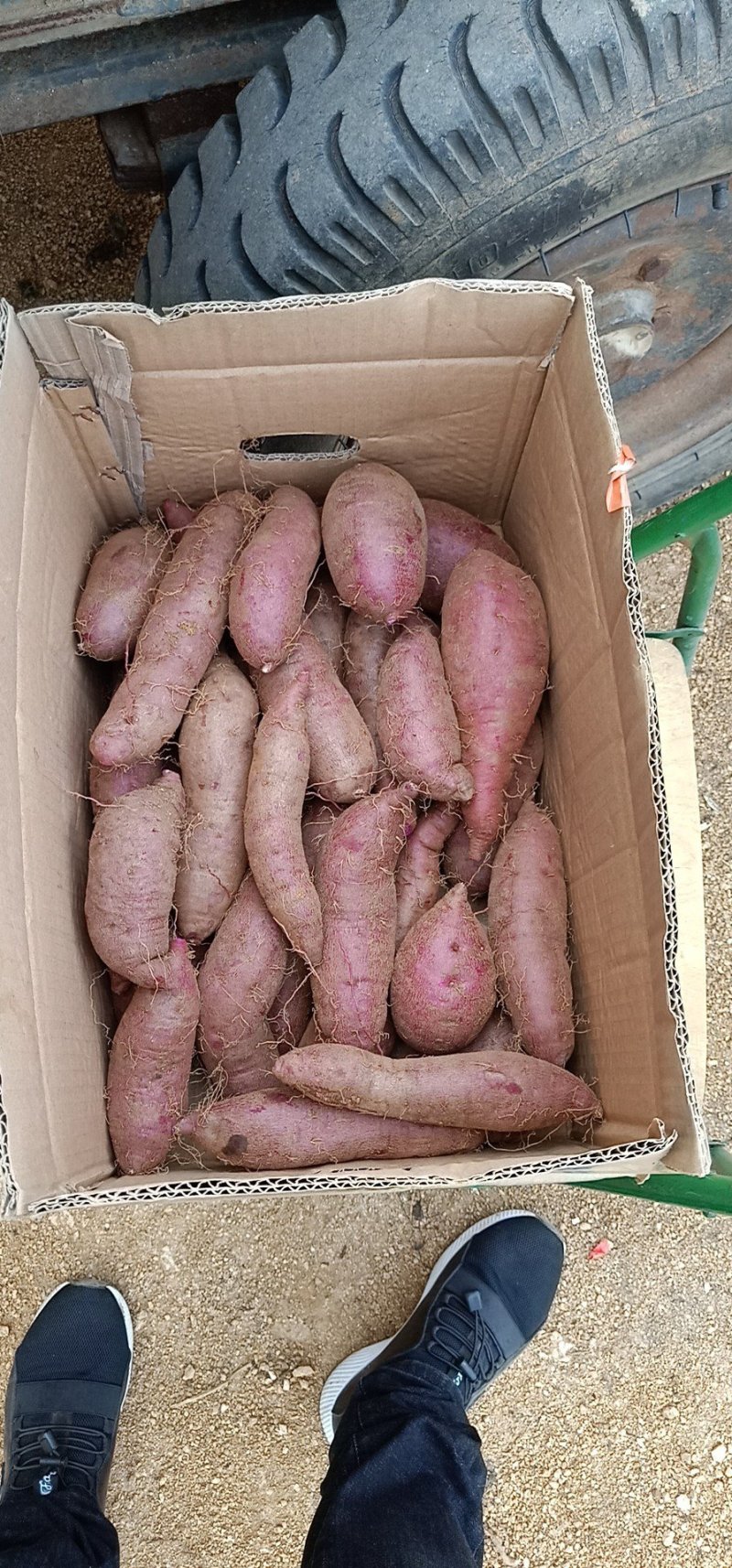 紫薯圆球产地直供精品紫薯3两以上商品薯紫心