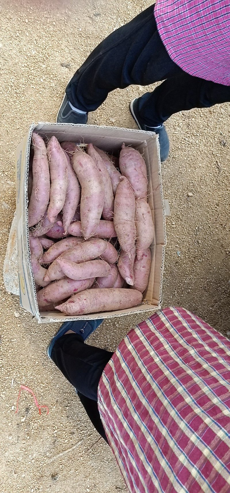 紫薯圆球产地直供精品紫薯3两以上商品薯紫心