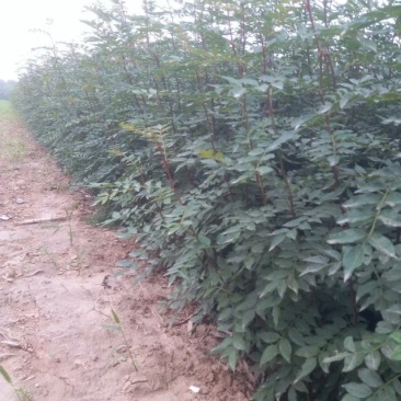 大红袍花椒苗产量高可坐围栏量大河南基地直供