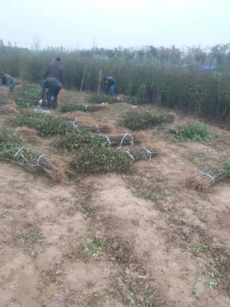 大红袍花椒苗产量高可坐围栏量大河南基地直供