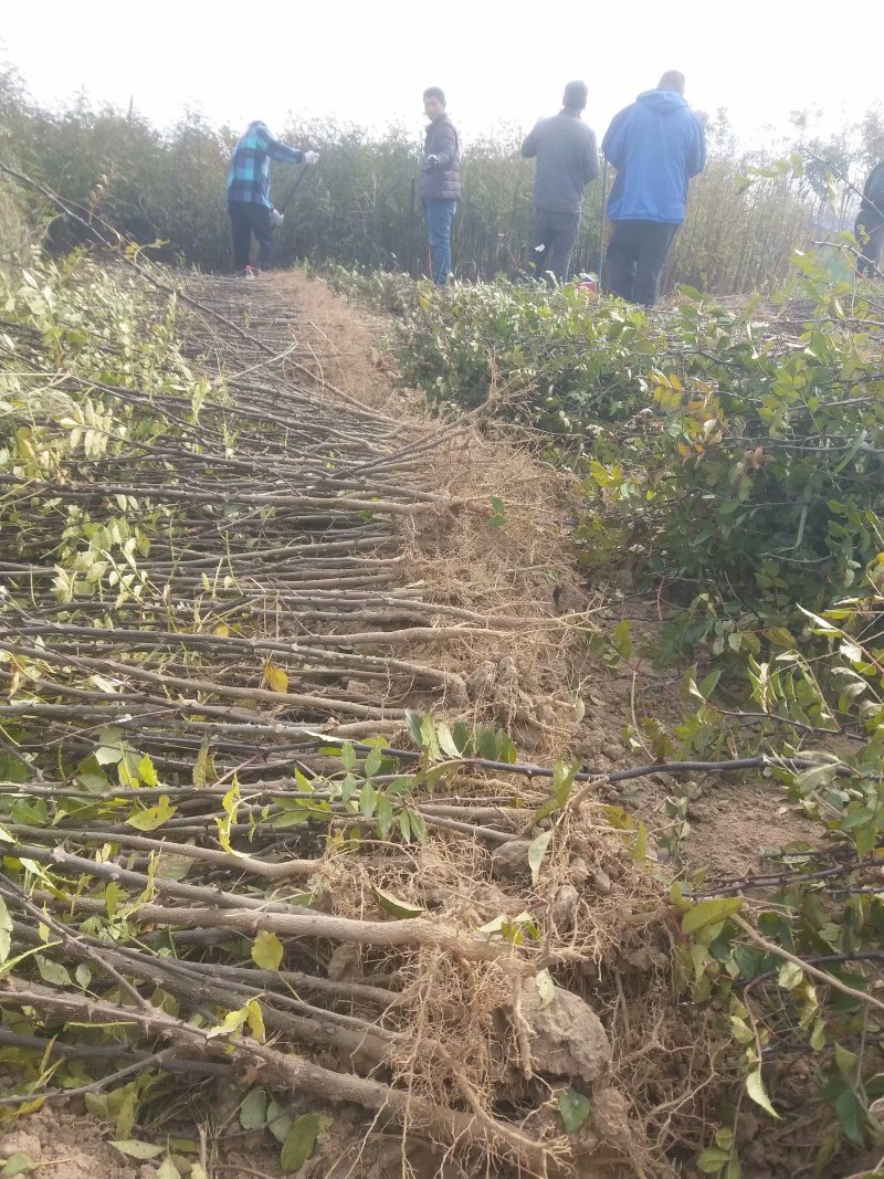 大红袍花椒苗产量高可坐围栏量大河南基地直供