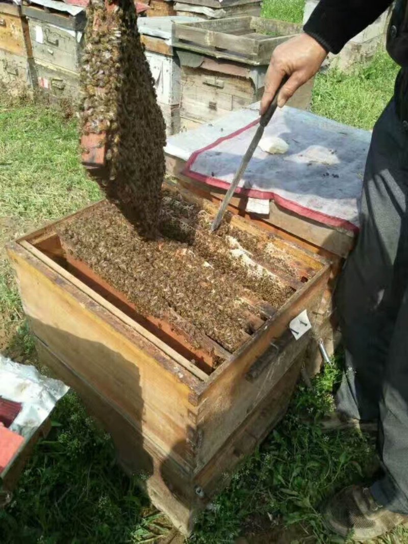 蜂蜜