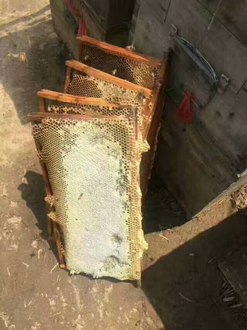 枣花蜂蜜