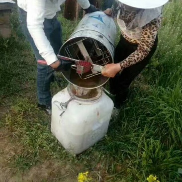 枣花蜂蜜