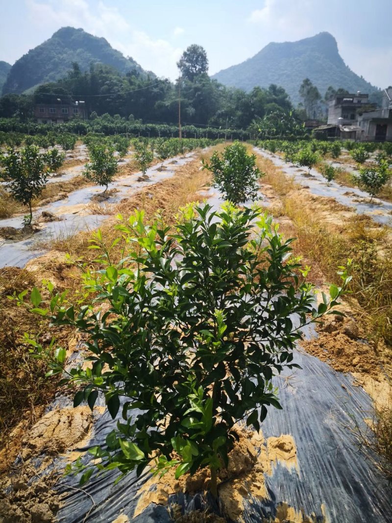 果园懒人种植法，轻松防草！促生长