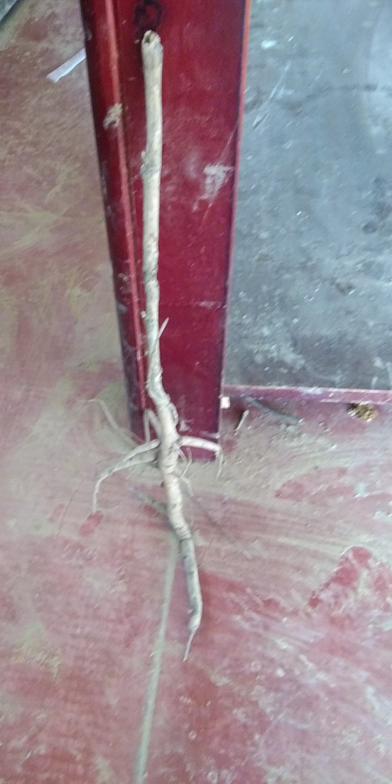 油用牡丹苗，白色凤单，三年苗