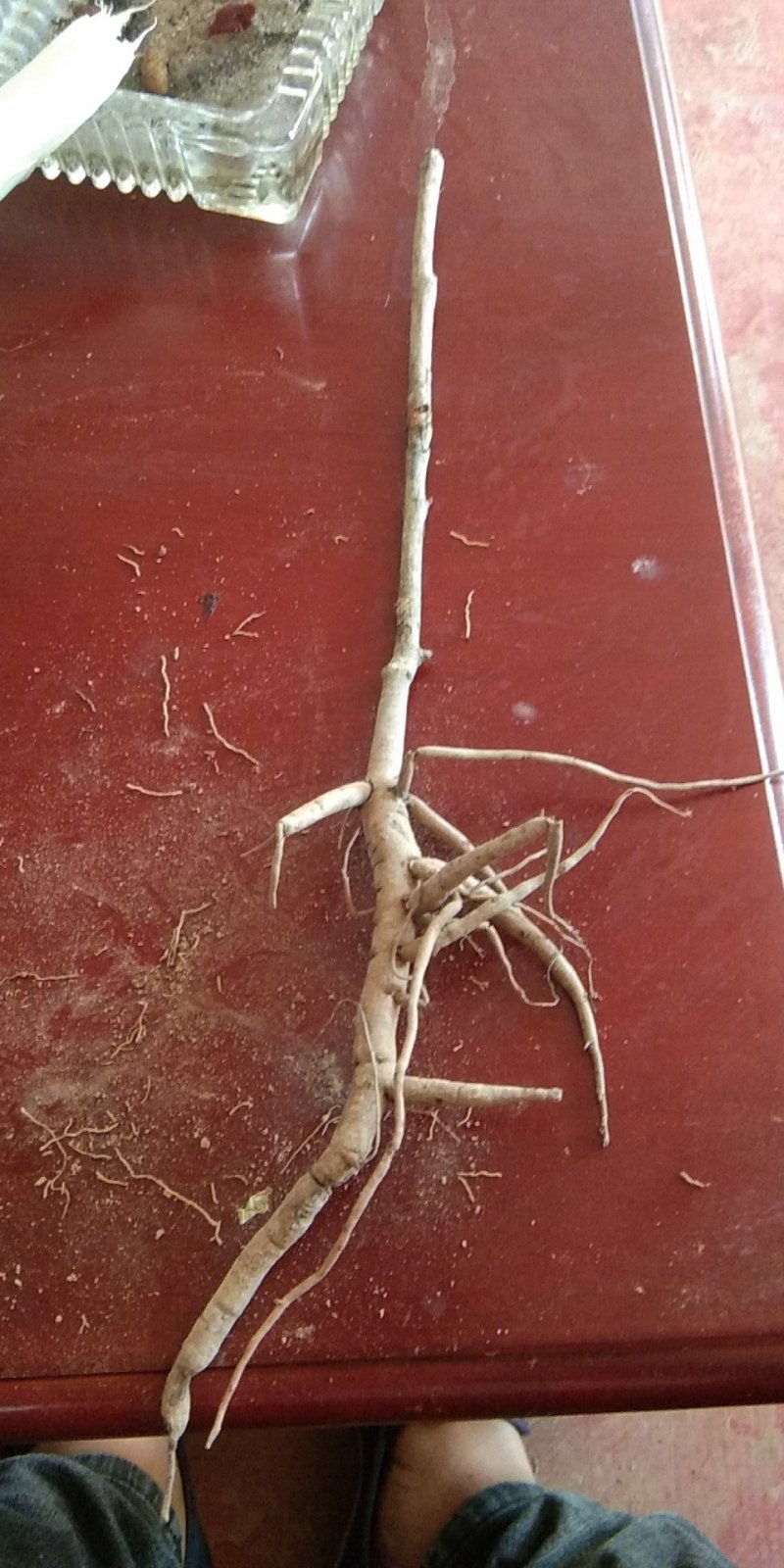 油用牡丹苗，白色凤单，三年苗