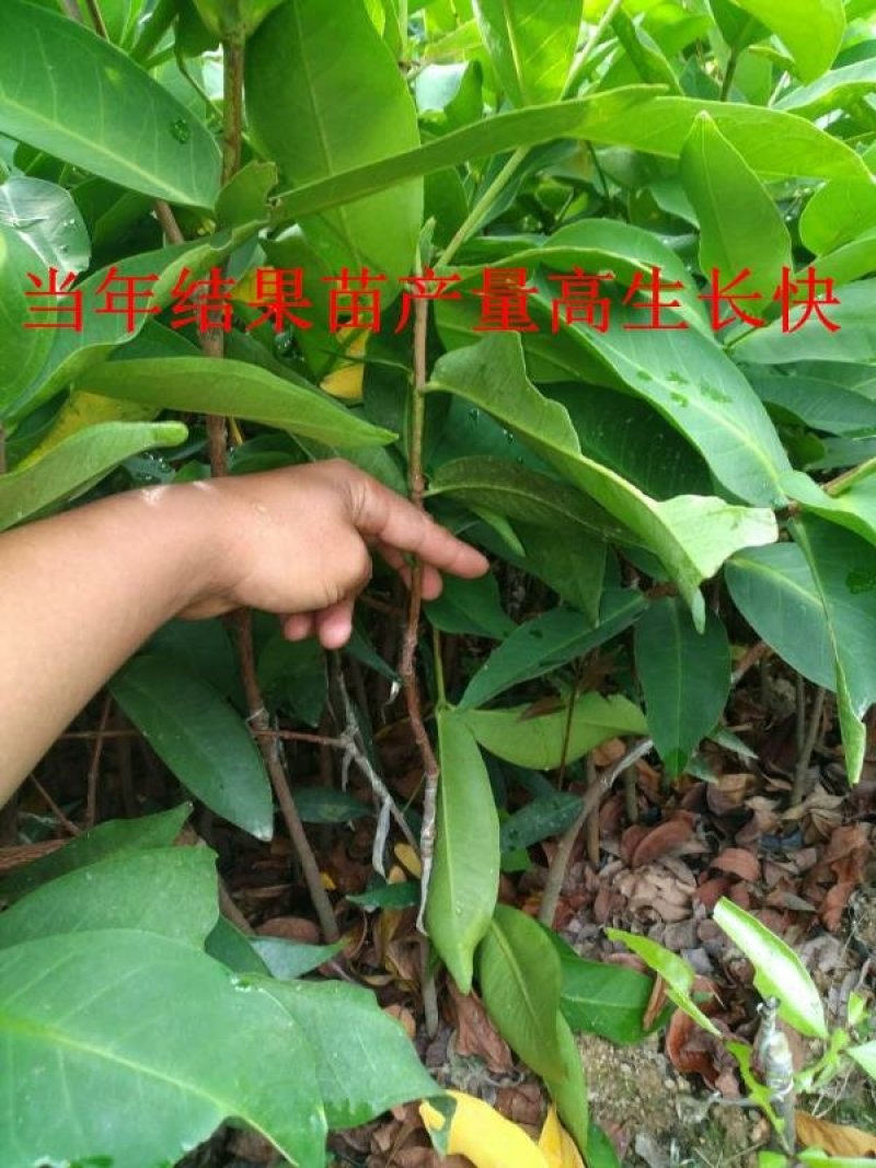 台湾黑金刚莲雾苗大叶红莲雾苗