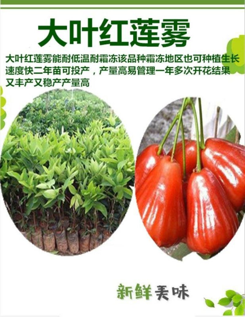 台湾黑金刚莲雾苗大叶红莲雾苗