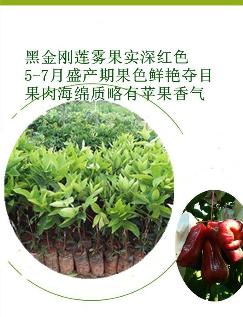 台湾黑金刚莲雾苗大叶红莲雾苗