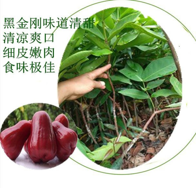 台湾黑金刚莲雾苗大叶红莲雾苗
