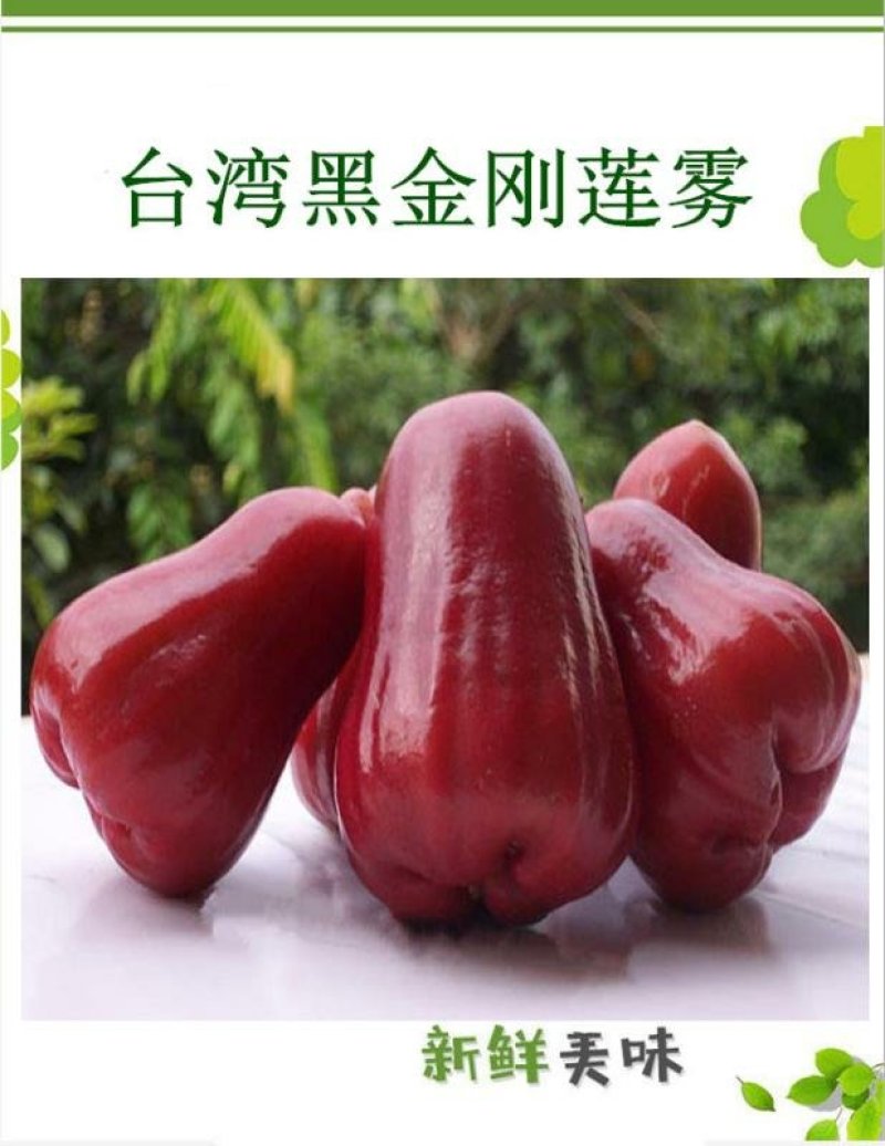 台湾黑金刚莲雾苗大叶红莲雾苗