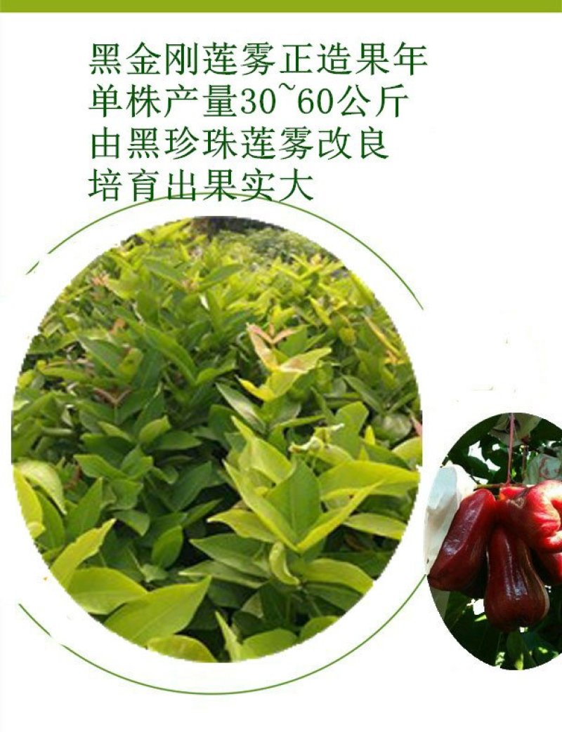 台湾黑金刚莲雾苗大叶红莲雾苗