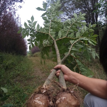 魔芋种子怎么现在还是绿的？