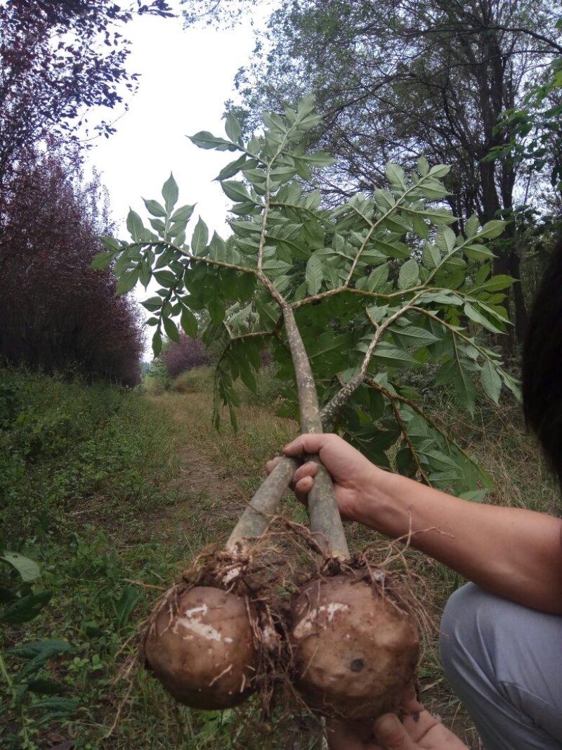 魔芋种子怎么现在还是绿的？