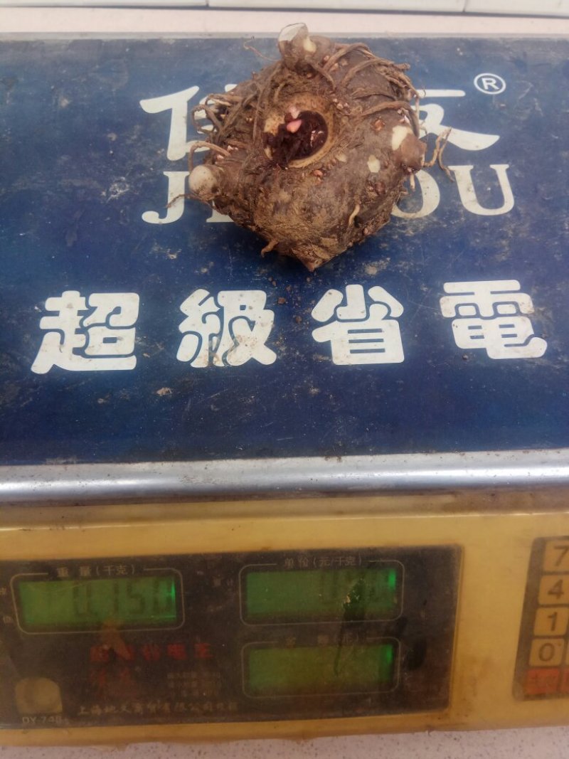 魔芋种子怎么现在还是绿的？