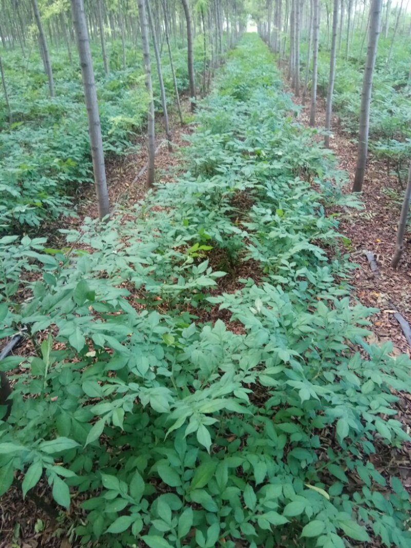 魔芋种子怎么现在还是绿的？
