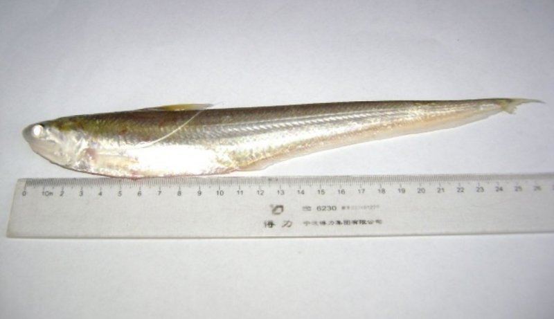 野生刀鱼