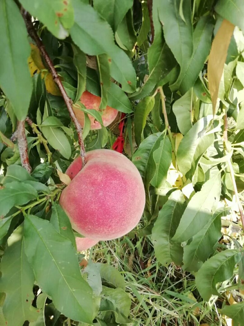 金秋红密大批量上市