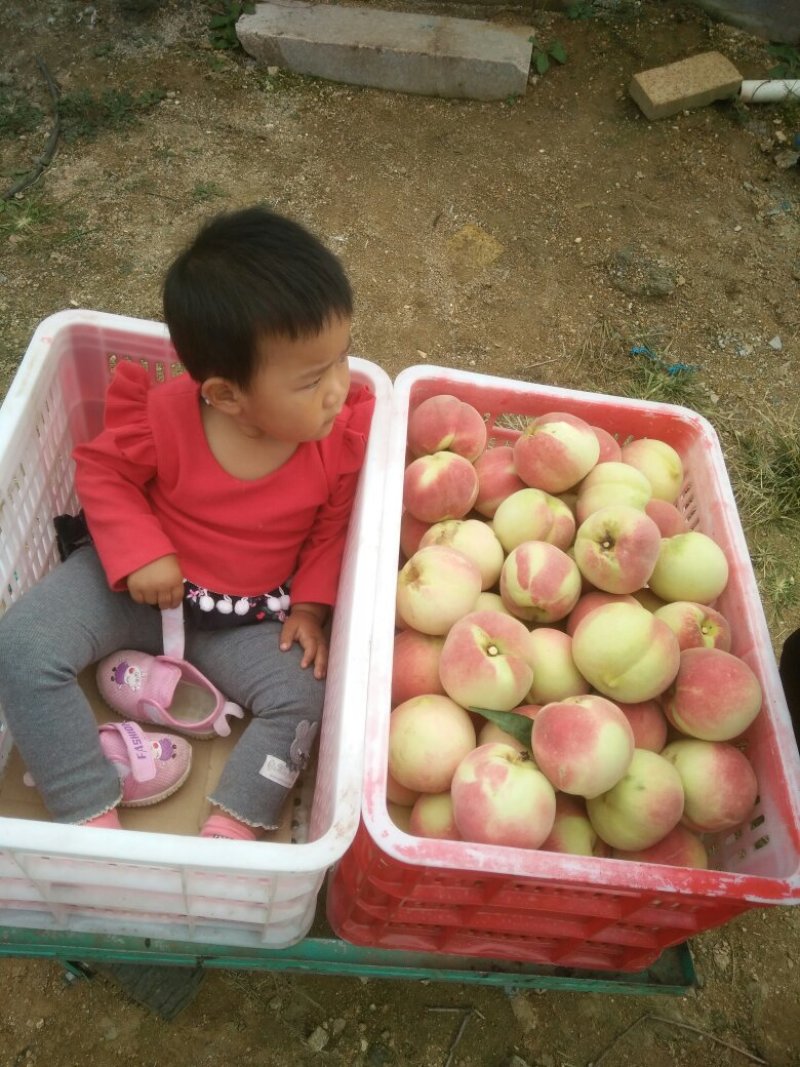 映霜红桃毛桃