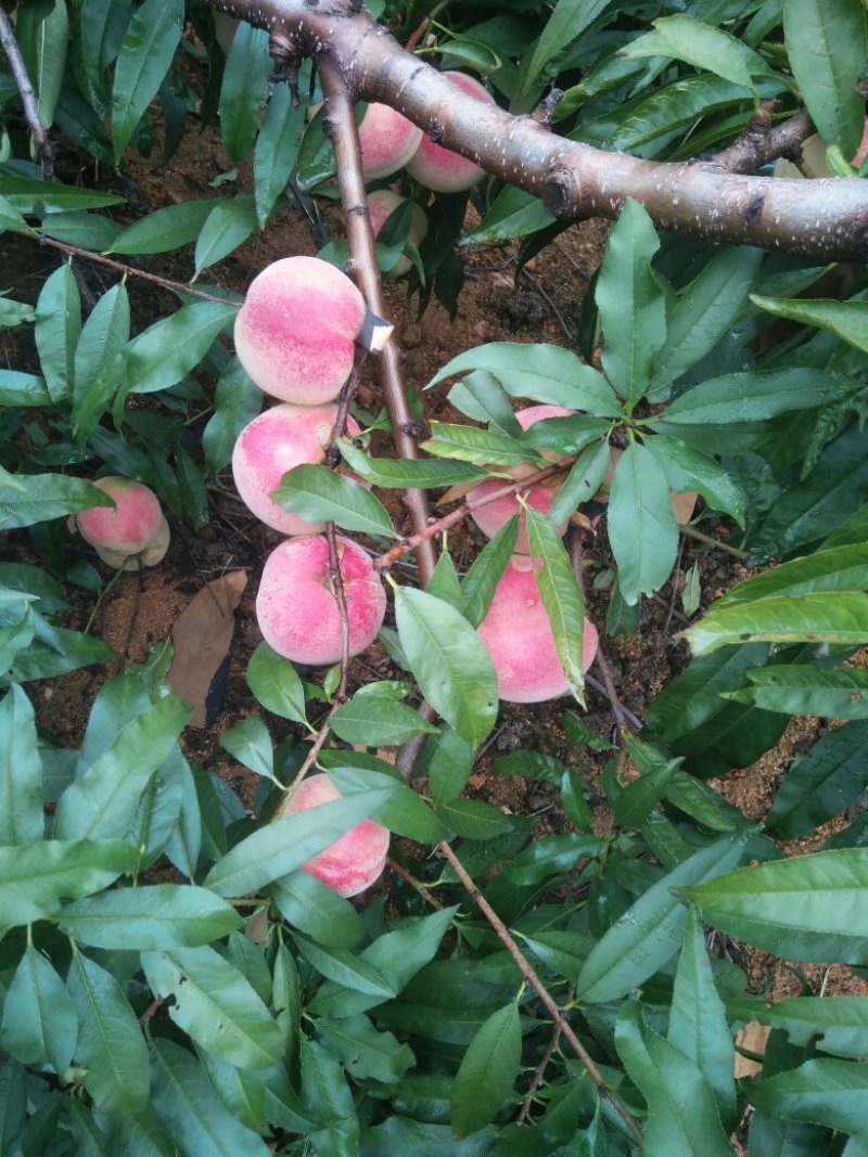 映霜红桃毛桃