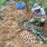 一点红小香薯，高海拔山地生态种植