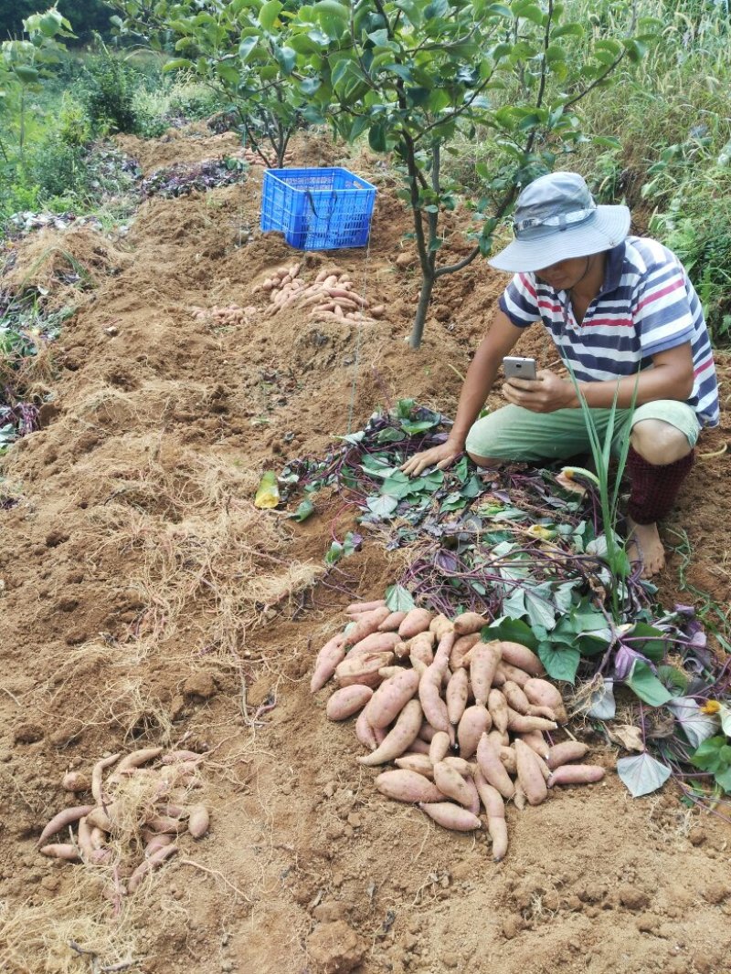 一点红小香薯，高海拔山地生态种植