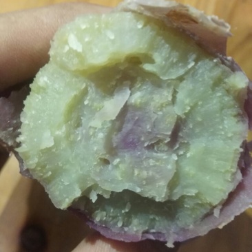 一点红小香薯，高海拔山地生态种植