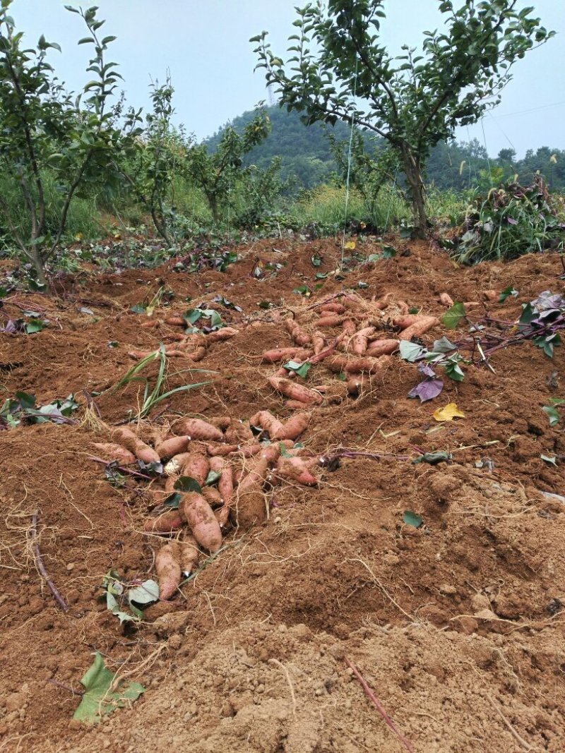 一点红小香薯，高海拔山地生态种植