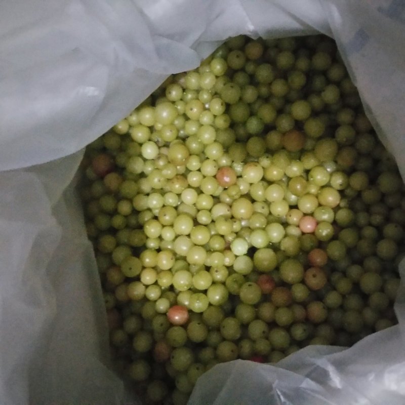 灯笼果苗红醋栗苗当年结果绿醋栗大果苗一年苗两年苗三年苗