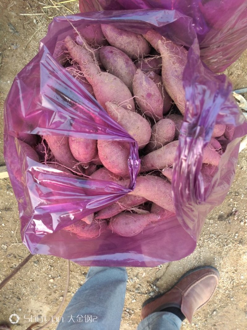 邹城丘陵山地紫罗兰紫薯