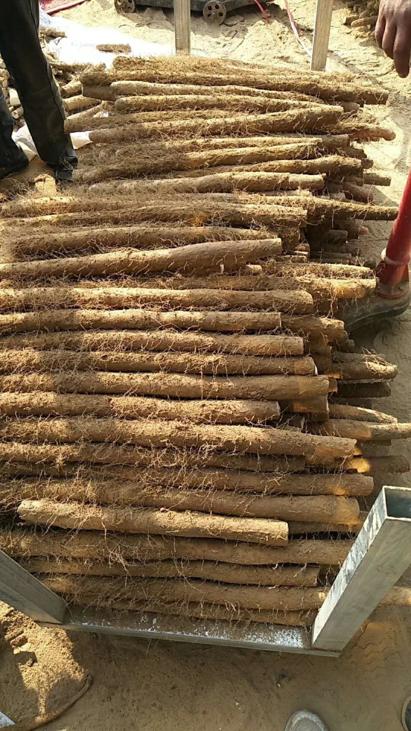 冠县白玉山药假铁棍。大通货，双棒一手货源。质量杠杠滴。