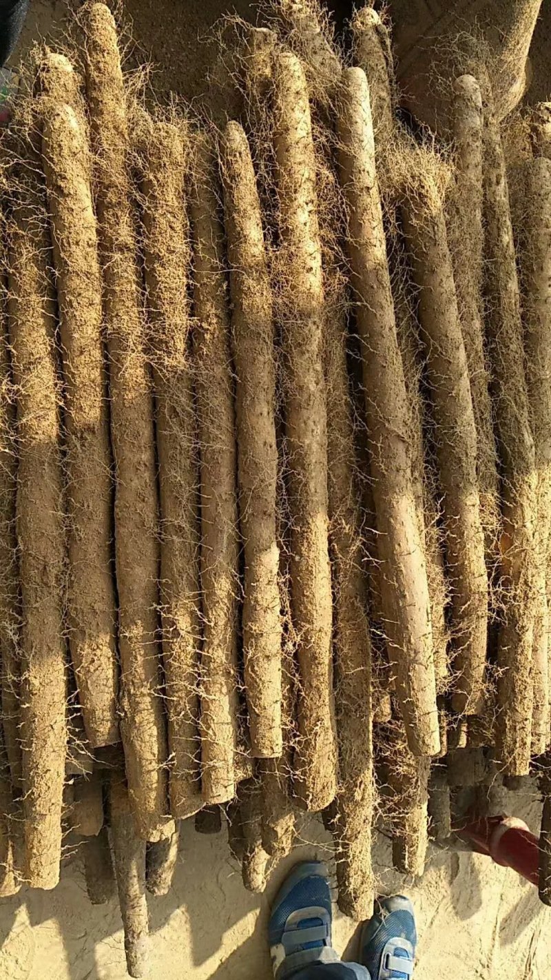 冠县白玉山药假铁棍。大通货，双棒一手货源。质量杠杠滴。