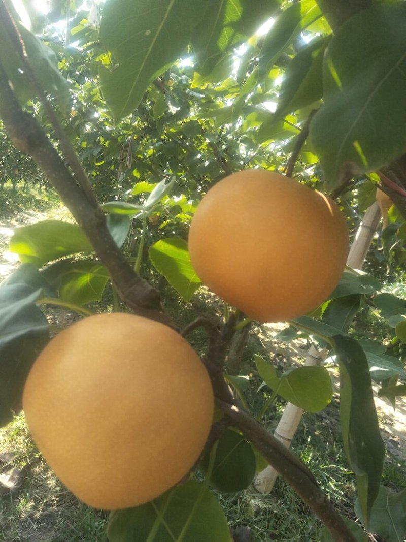 秋月梨