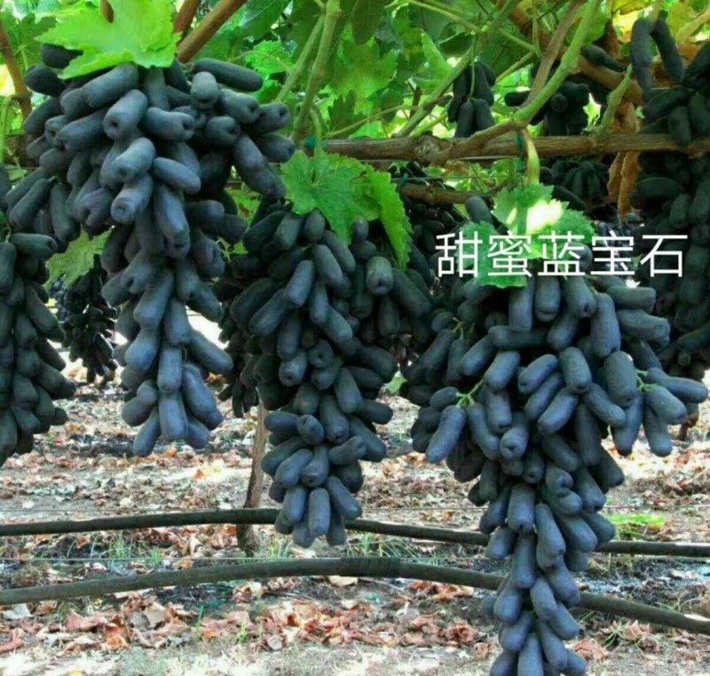 甜密蓝宝石葡萄苗