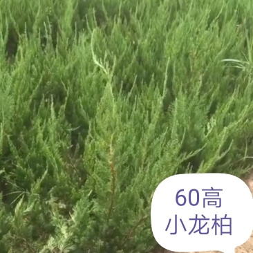 龙柏