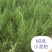 龙柏