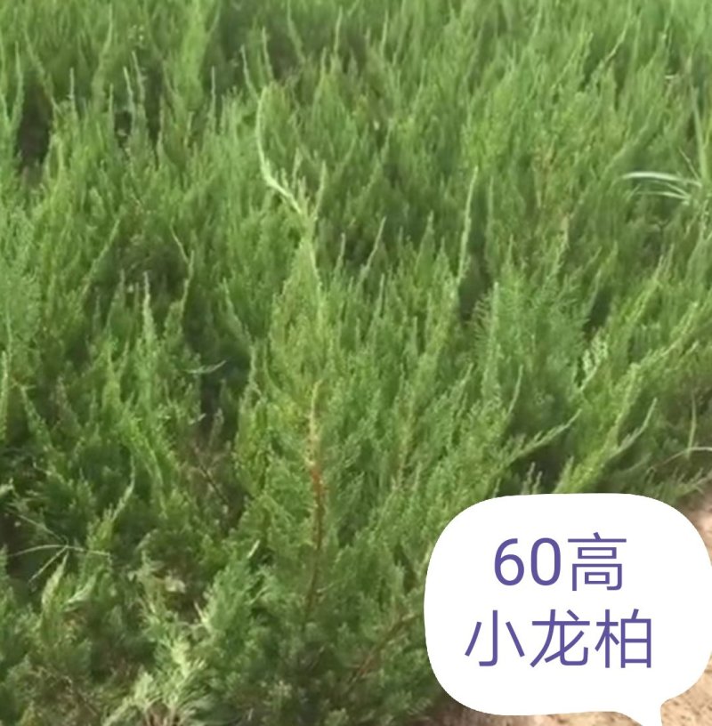 龙柏