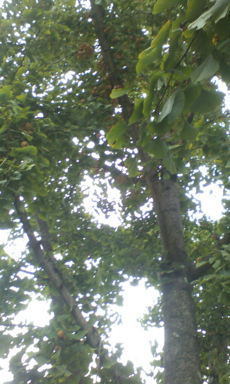 白果，银杏果