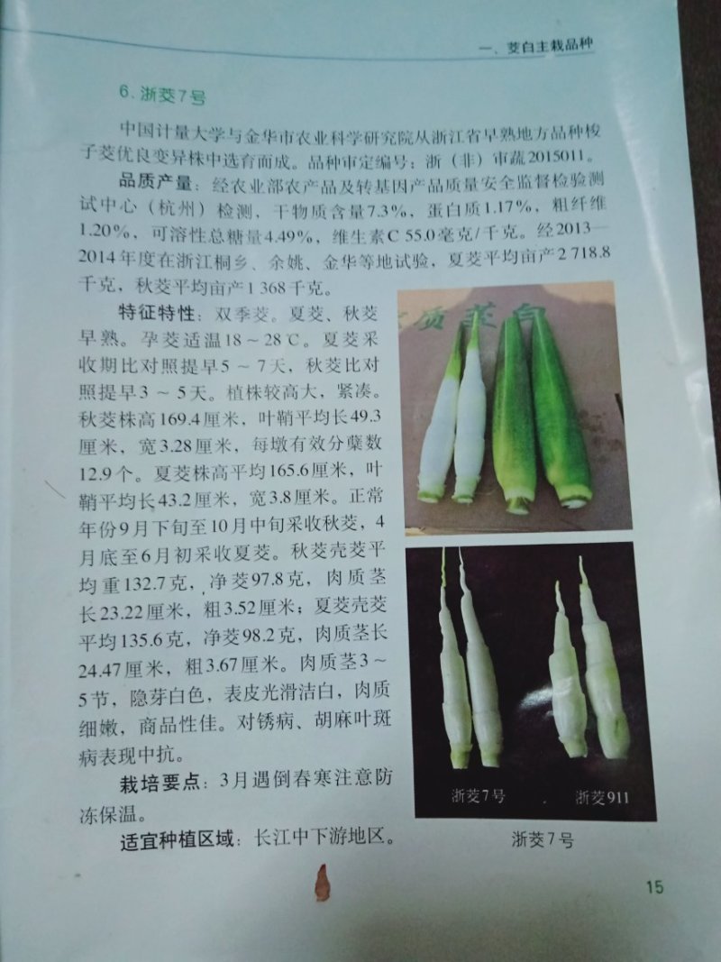 【茭白苗】浙茭6号7号茭白种苗龙茭2号免费技术指导