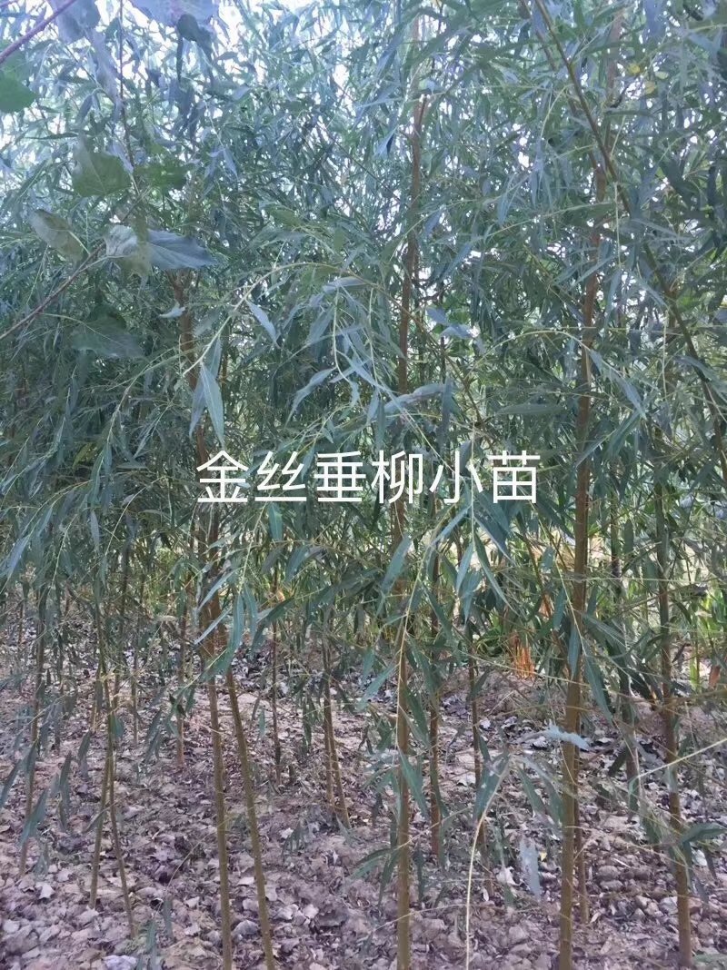 柳树苗，山东优质金丝垂柳小苗，黄垂柳小苗，提供技术