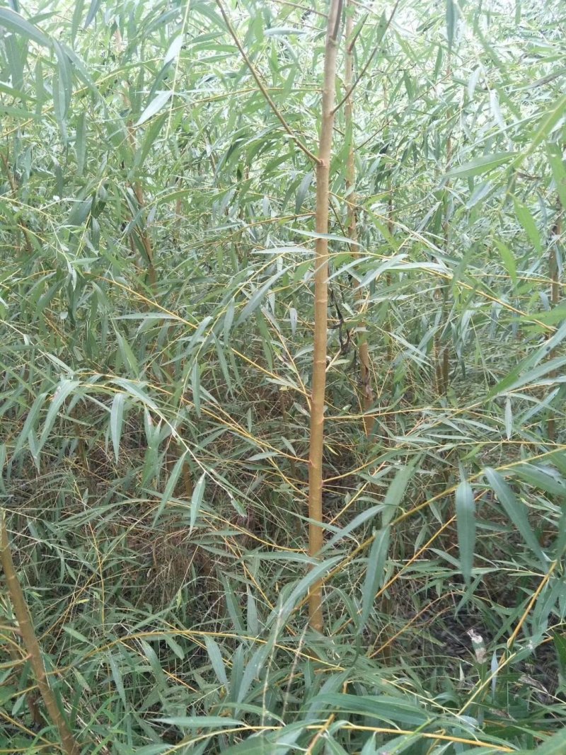 柳树苗，山东优质金丝垂柳小苗，黄垂柳小苗，提供技术