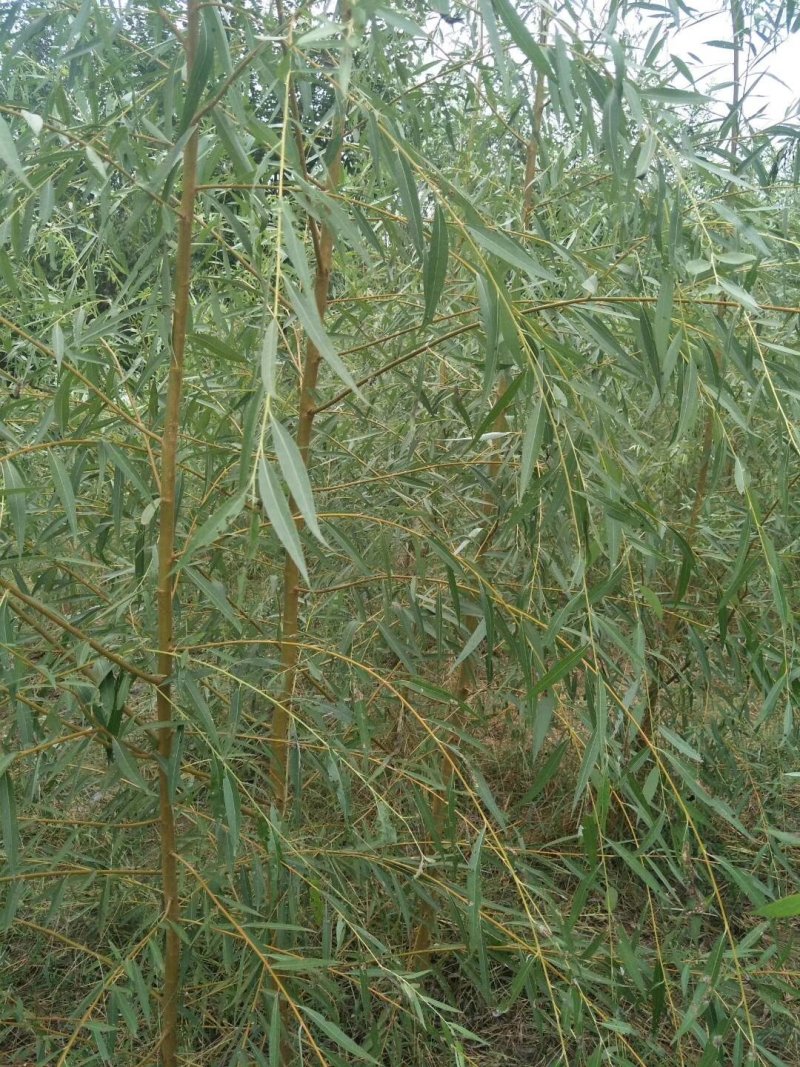 柳树苗，山东优质金丝垂柳小苗，黄垂柳小苗，提供技术