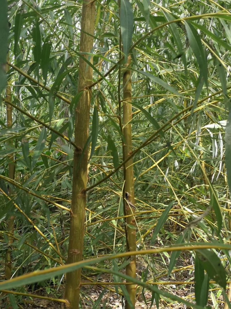柳树苗，山东优质金丝垂柳小苗，黄垂柳小苗，提供技术